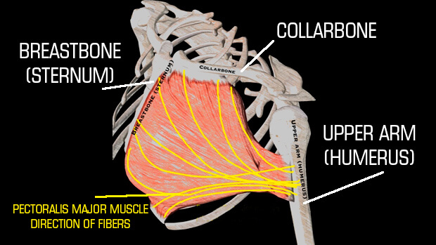 pec-major-fibers